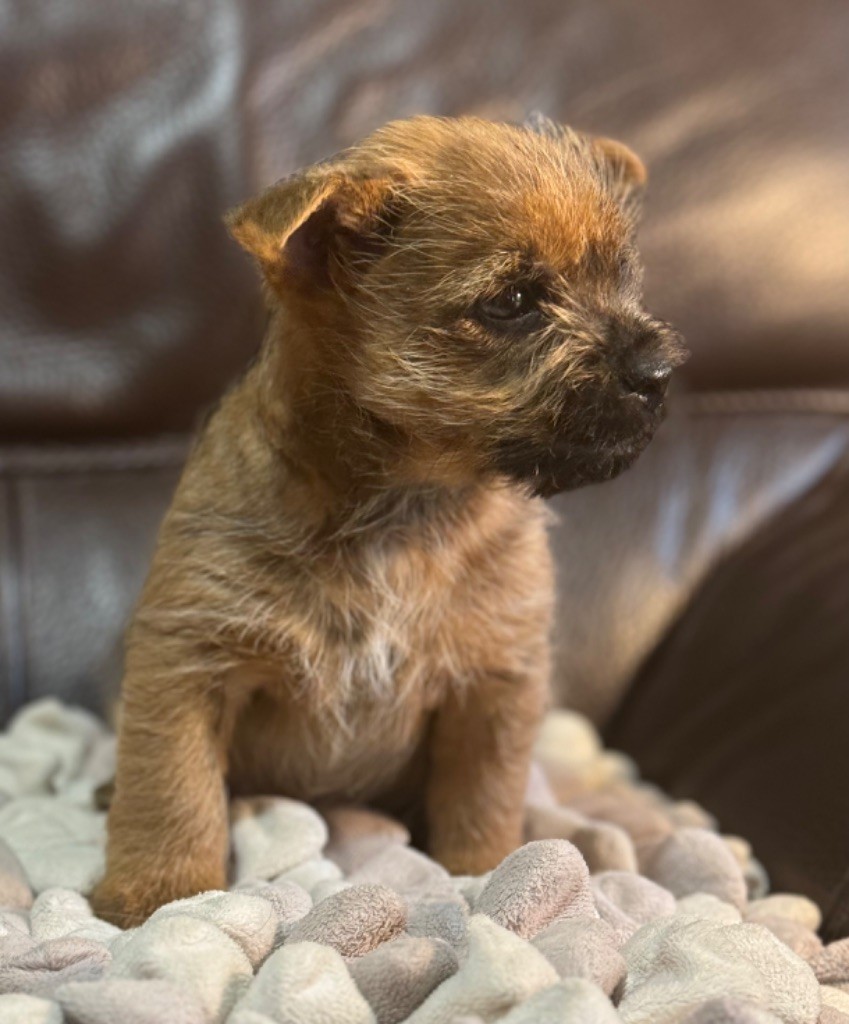 De malaga - Chiot disponible  - Cairn Terrier