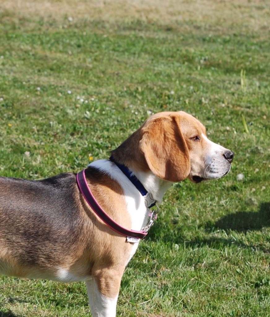 Les Beagle de l'affixe De malaga