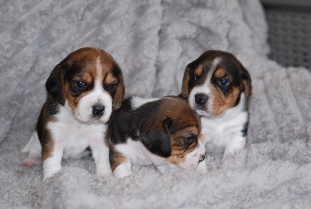 De malaga - Chiot disponible  - Beagle