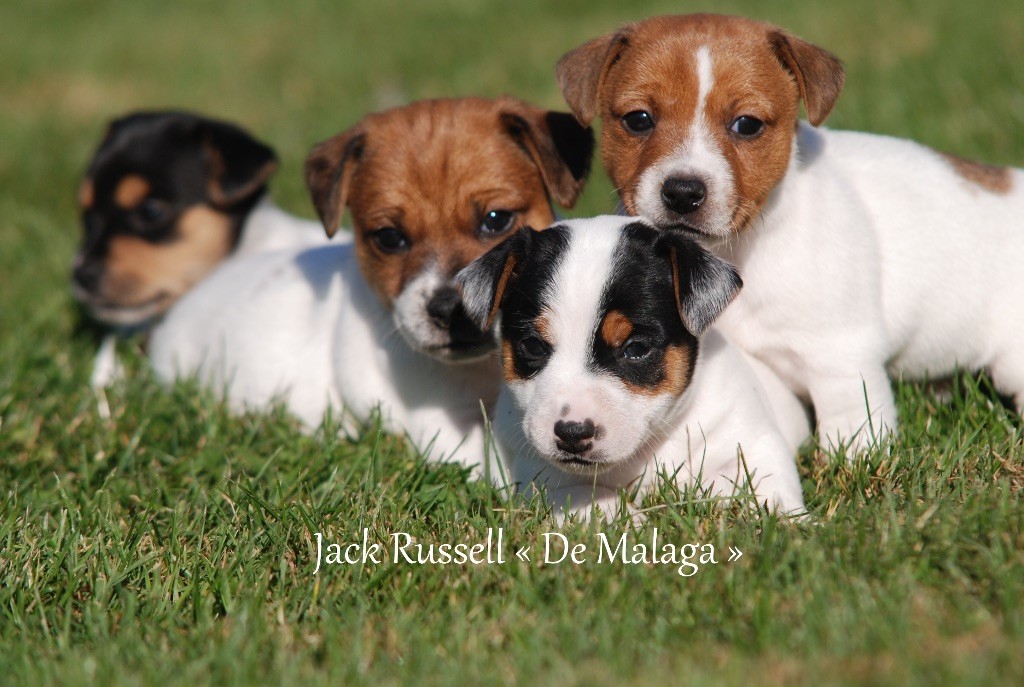 De malaga - Jack Russell Terrier - Portée née le 22/08/2021