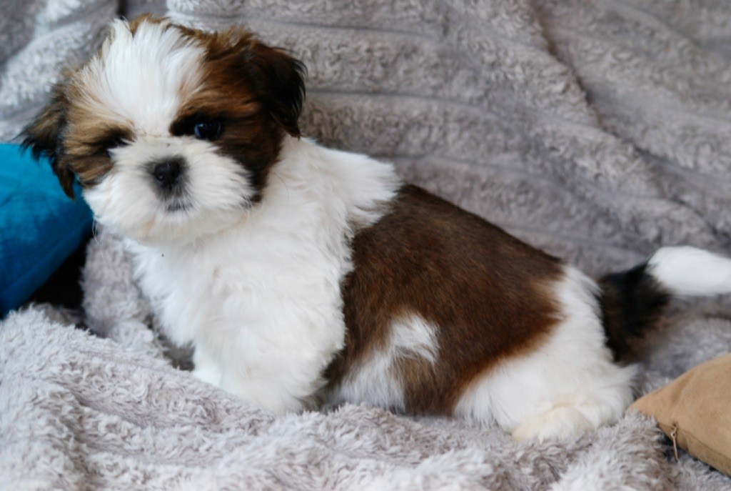 chiot Shih Tzu De malaga