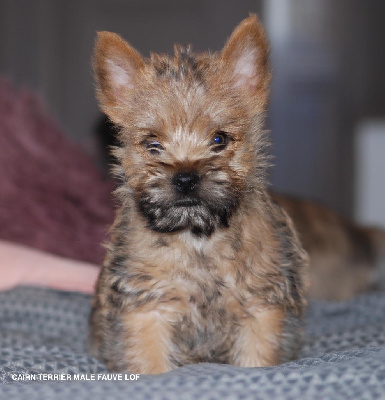 De malaga - Cairn Terrier - Portée née le 30/10/2022