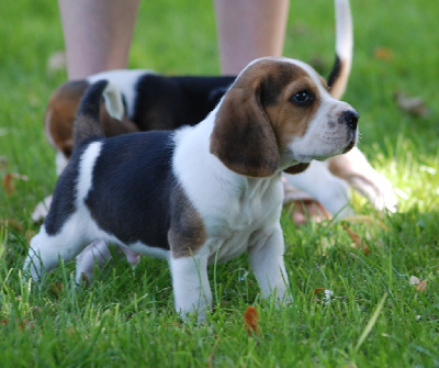 De malaga - Beagle - Portée née le 08/06/2024