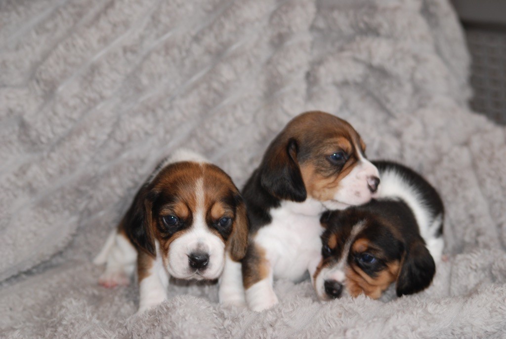 De malaga - Chiot disponible  - Beagle