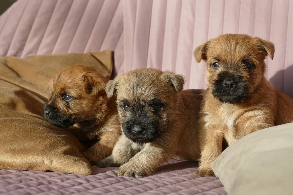 chiot Cairn Terrier De malaga