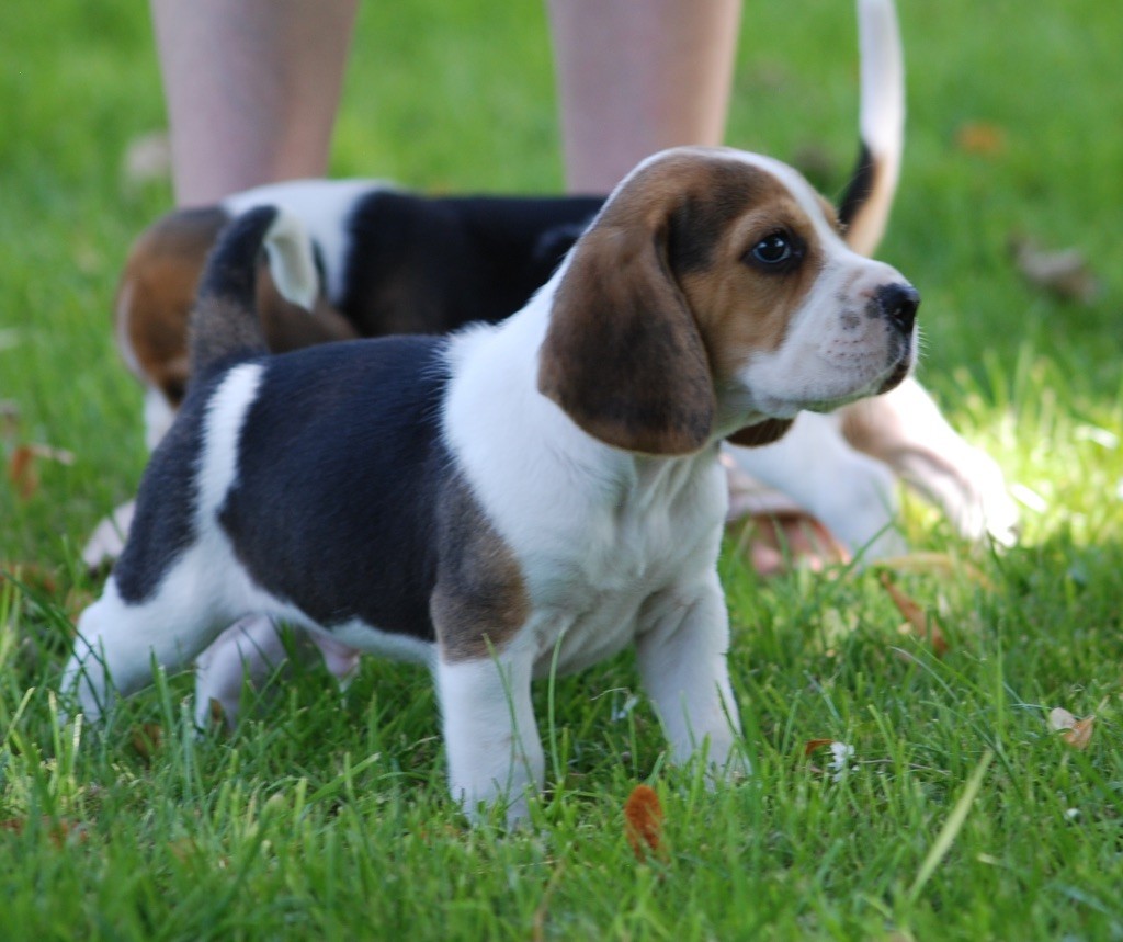 chiot Beagle De malaga