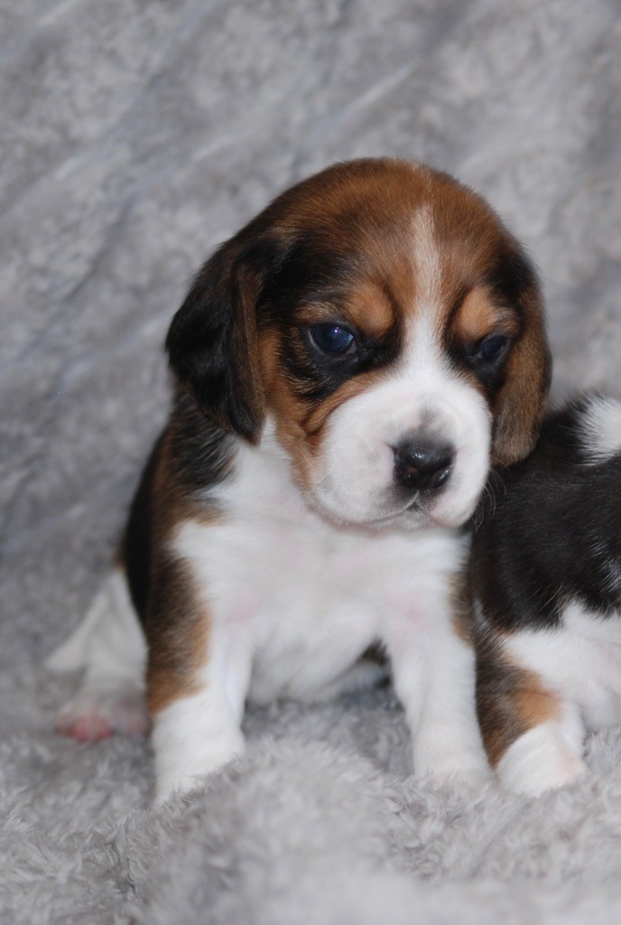 De malaga - Chiot disponible  - Beagle