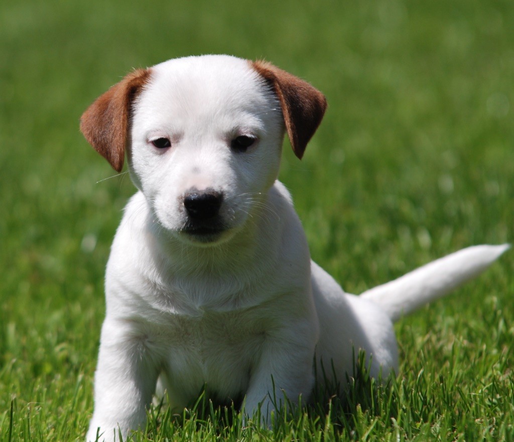 chiot Jack Russell Terrier De malaga