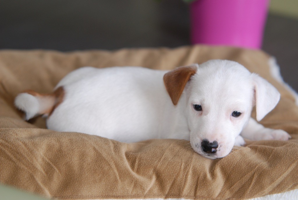 De malaga - Jack Russell Terrier - Portée née le 02/01/2020
