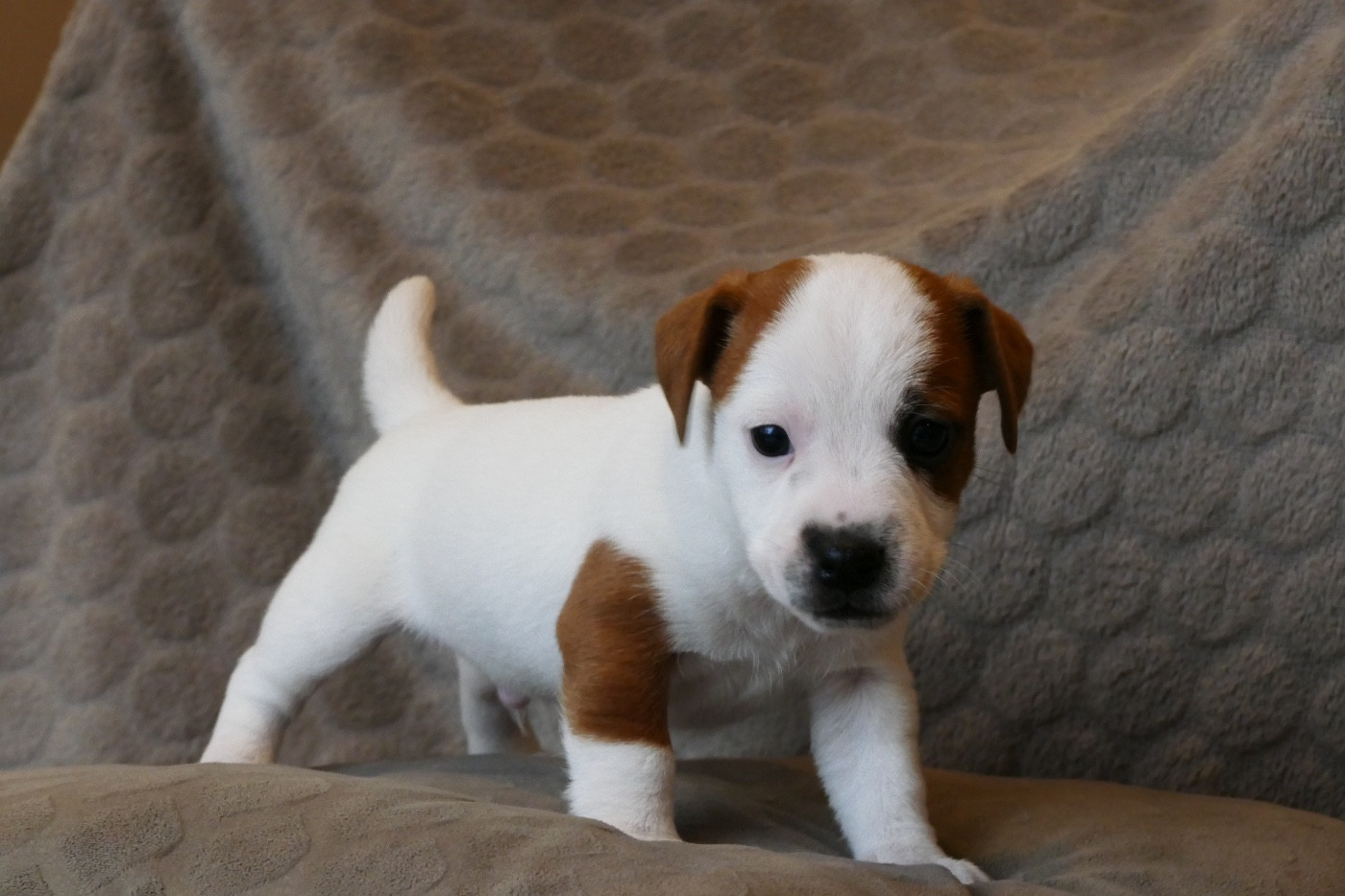 Chiots JACK RUSSELL LOF POILS LISSES À RÉSERVER