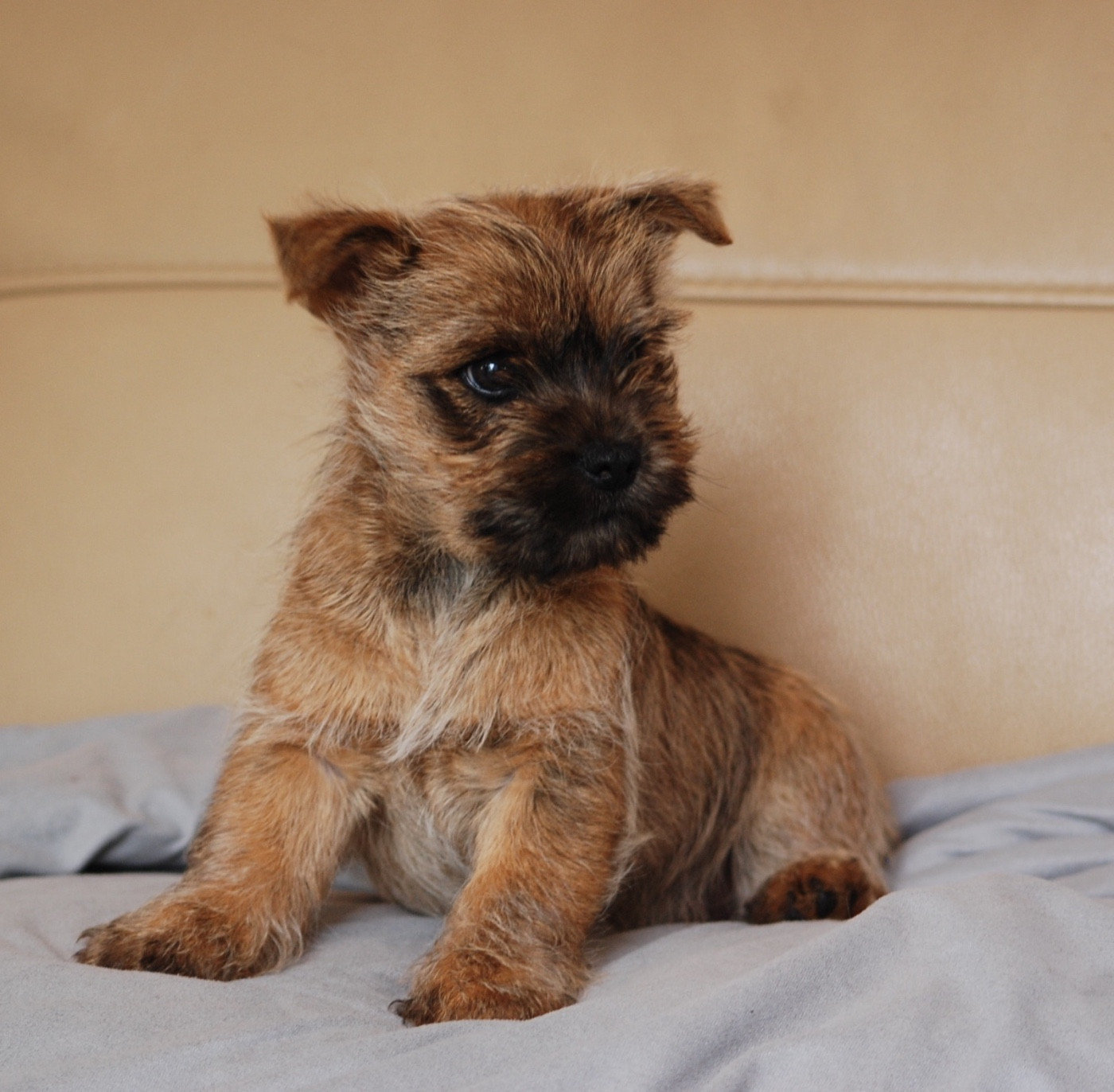 CAIRN TERRIER MÂLE LOF DISPONIBLE