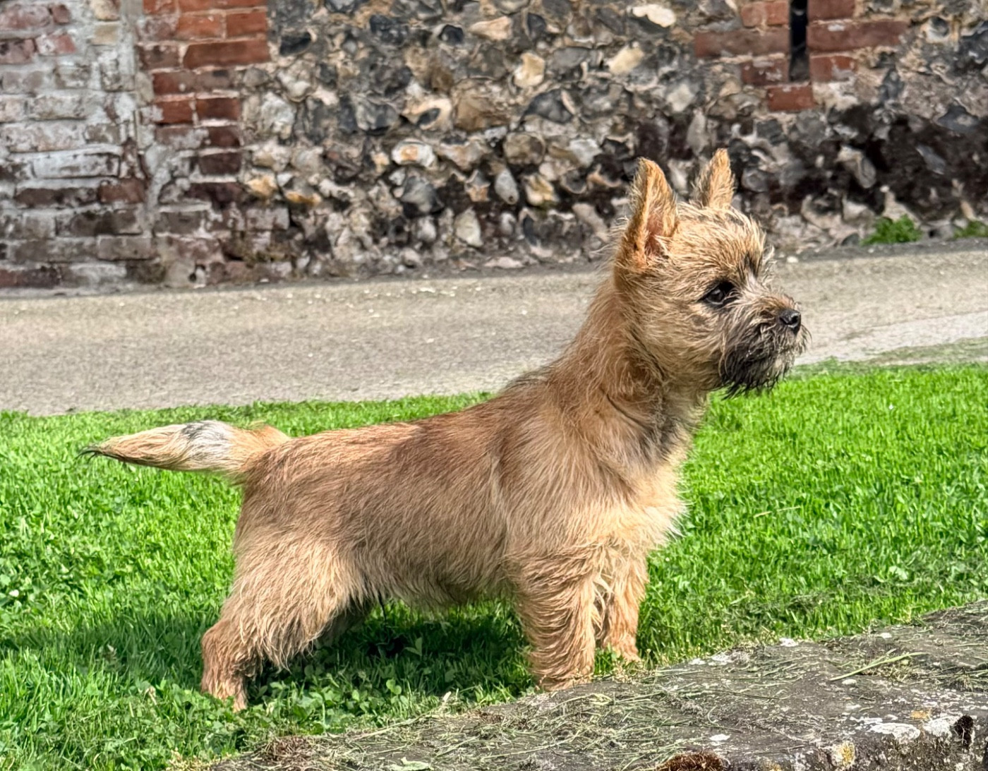 CAIRN TERRIER MÂLE LOF DISPONIBLE