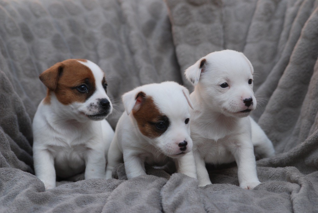 Chiots JACK RUSSELL A RÉSERVER 