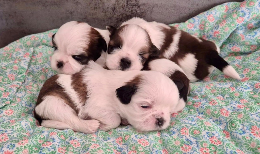 Bébés SHIH TZU MÂLES ET FEMELLE À RÉSERVER 