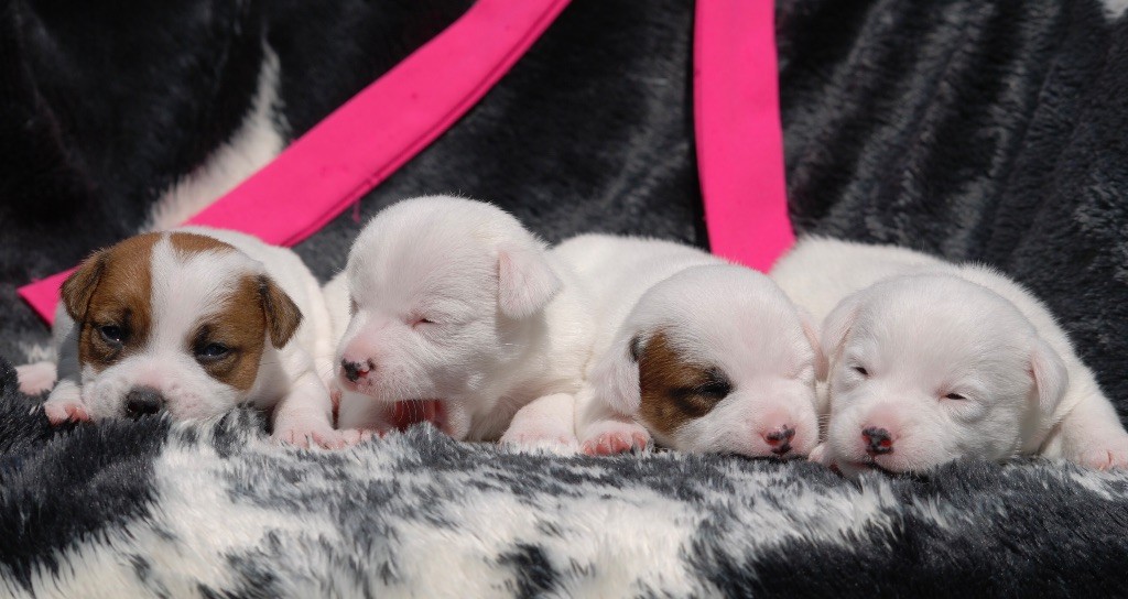 Chiots JACK RUSSELL A RÉSERVER 