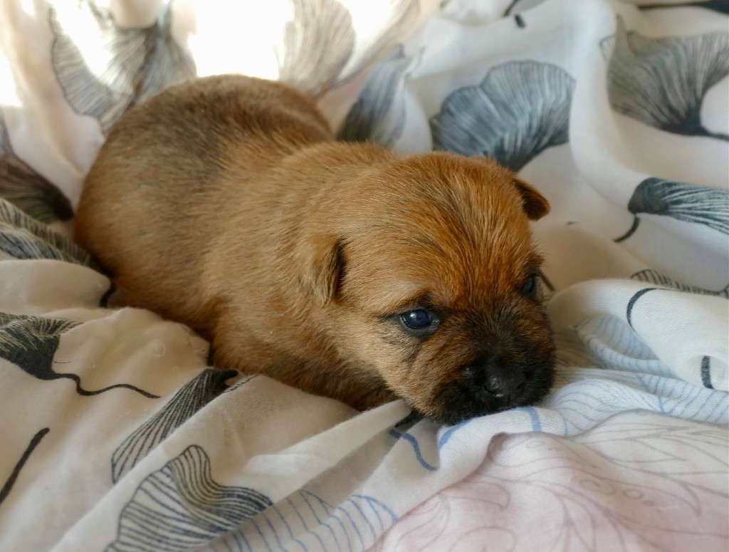 Chiots CAIRN TERRIER