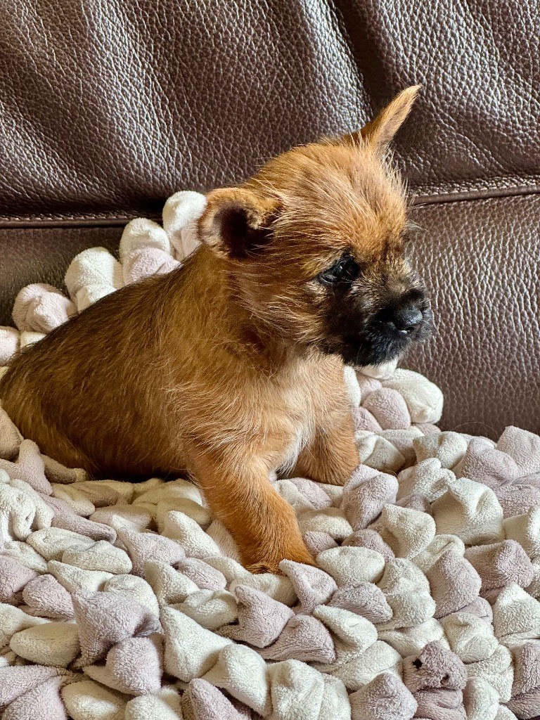 Chiots CAIRN TERRIER
