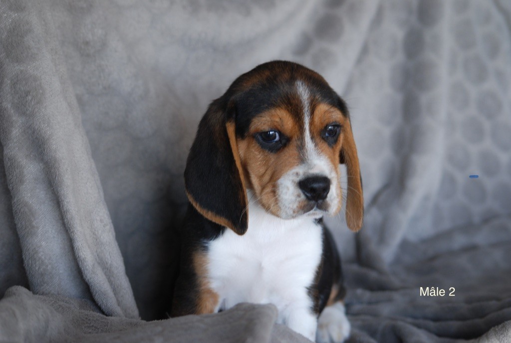 De malaga - Chiots disponibles - Beagle