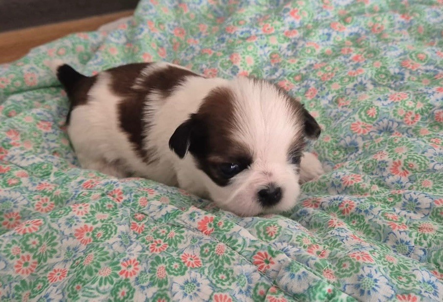 De malaga - Chiots disponibles - Shih Tzu