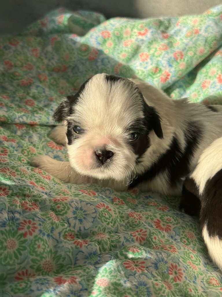 De malaga - Chiots disponibles - Shih Tzu