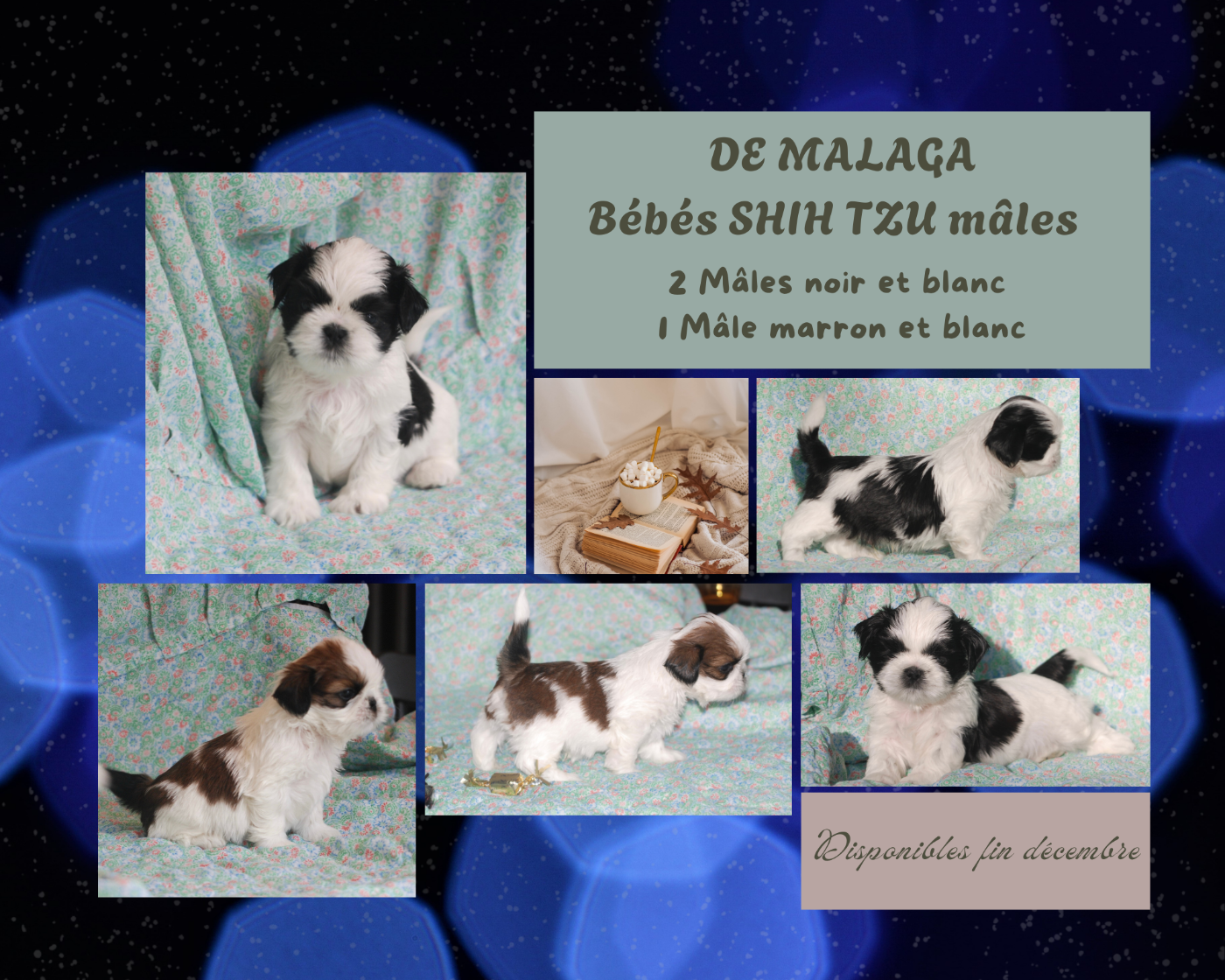 De malaga - Shih Tzu - Portée née le 28/10/2025