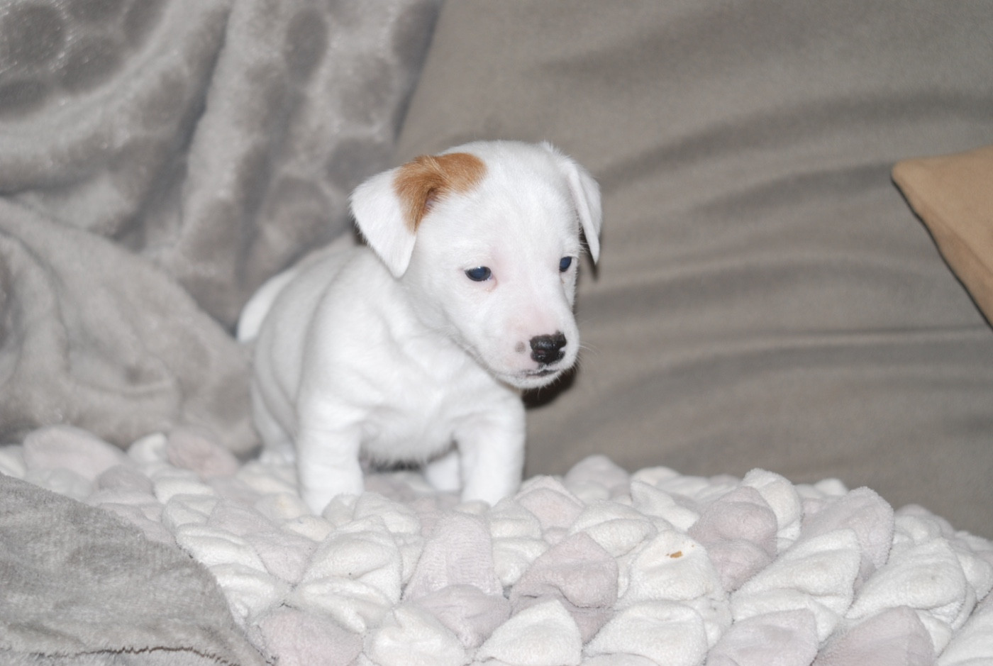 De malaga - Chiots disponibles - Jack Russell Terrier