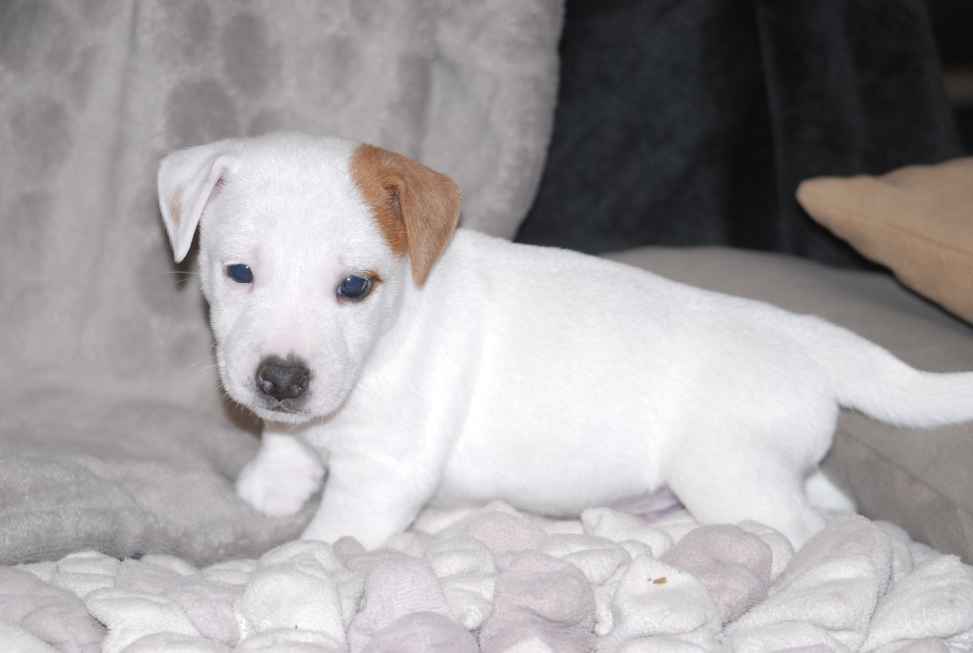 De malaga - Chiots disponibles - Jack Russell Terrier