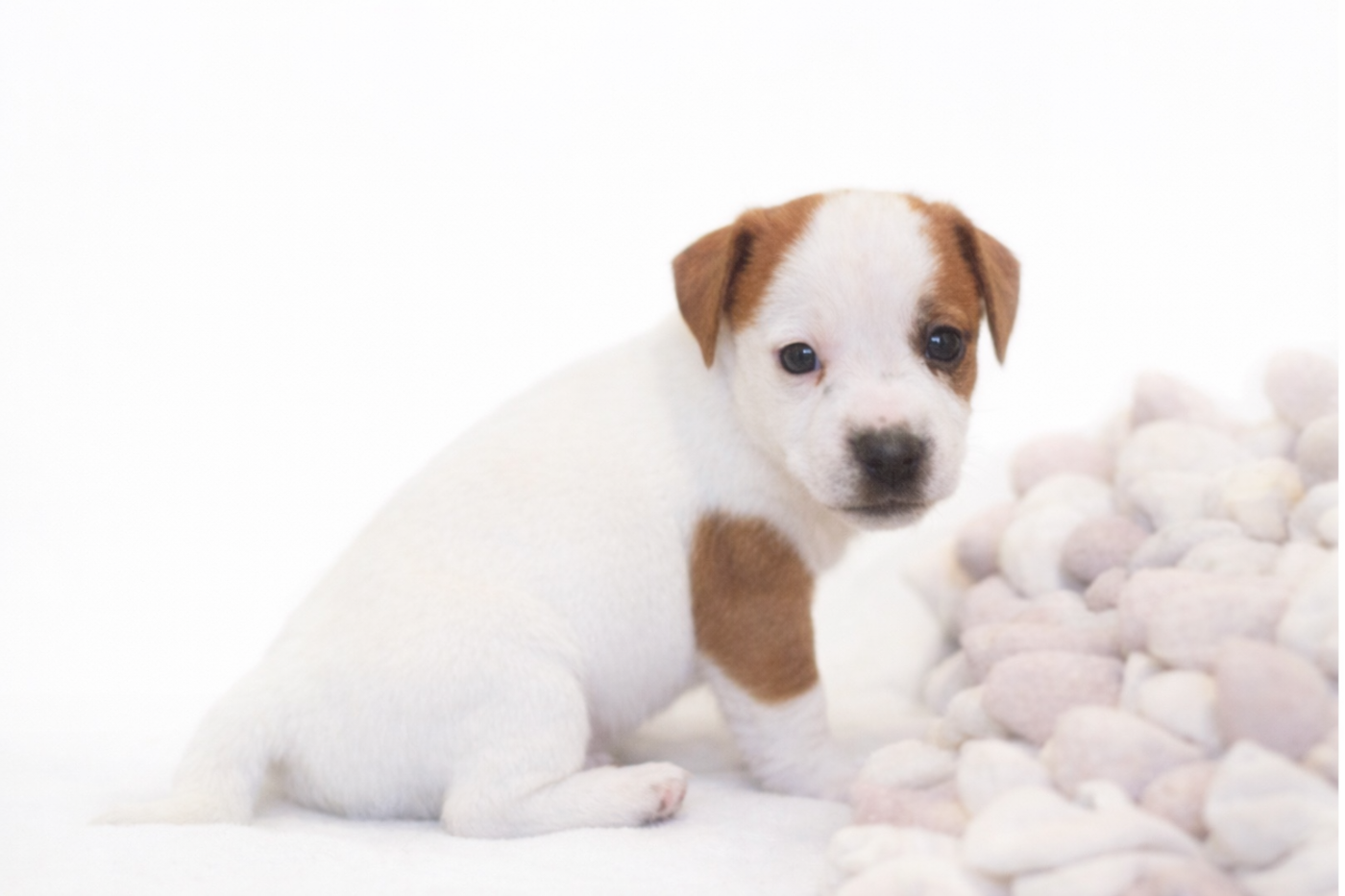 Chiot Jack Russell Terrier De malaga