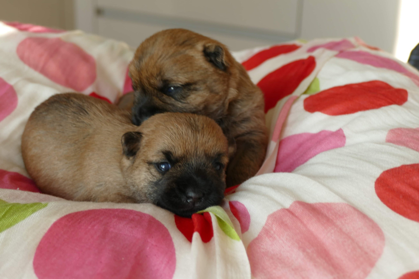 De malaga - Chiots disponibles - Cairn Terrier