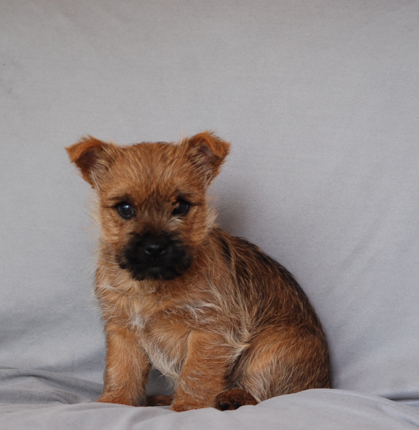 De malaga - Chiots disponibles - Cairn Terrier