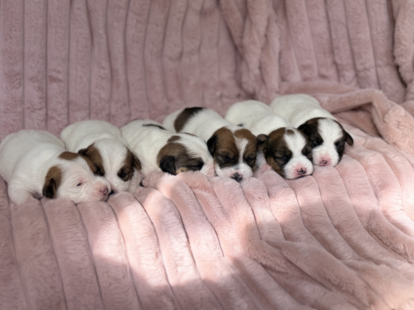 Chiot Jack Russell Terrier De malaga