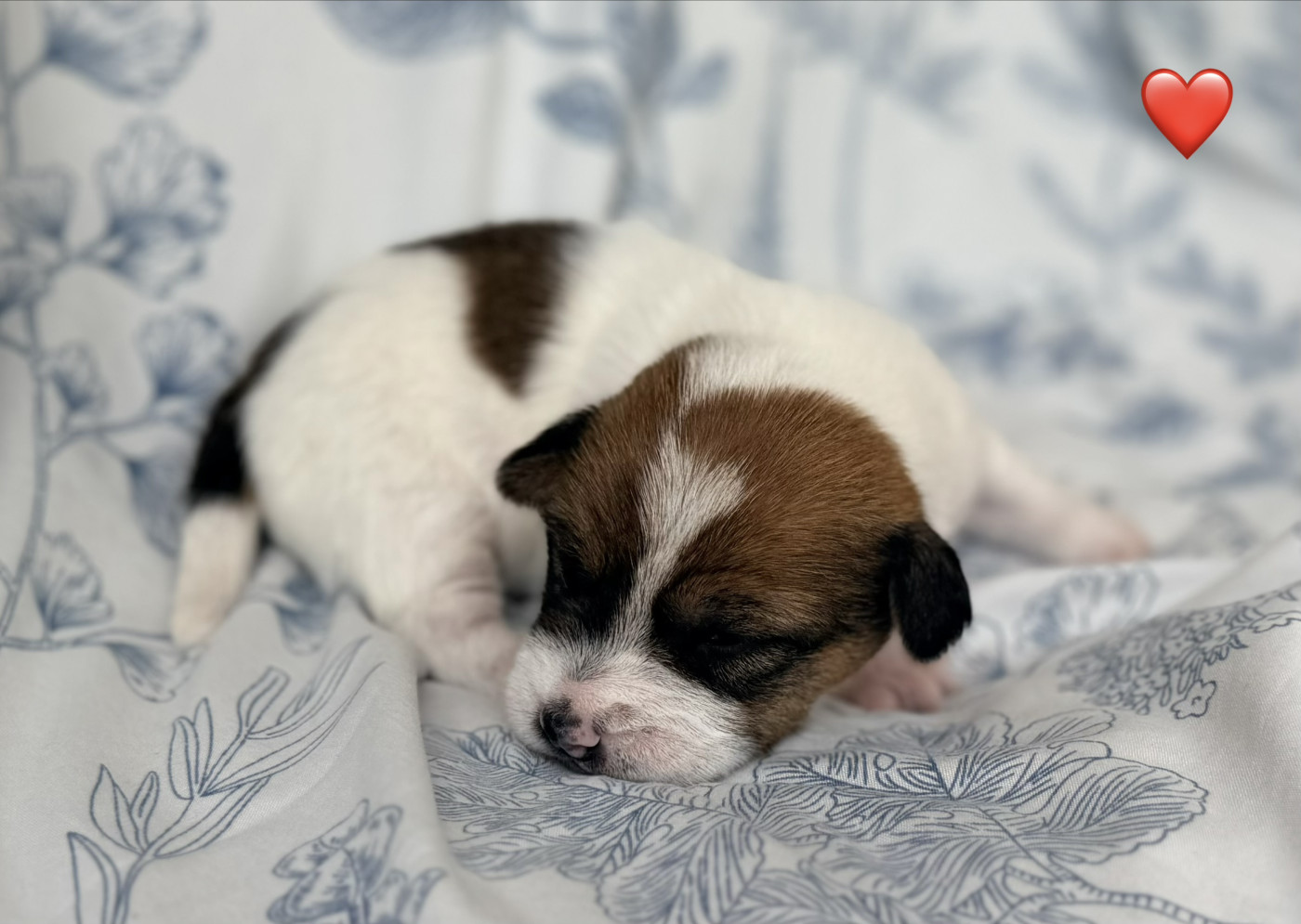 De malaga - Chiots disponibles - Jack Russell Terrier