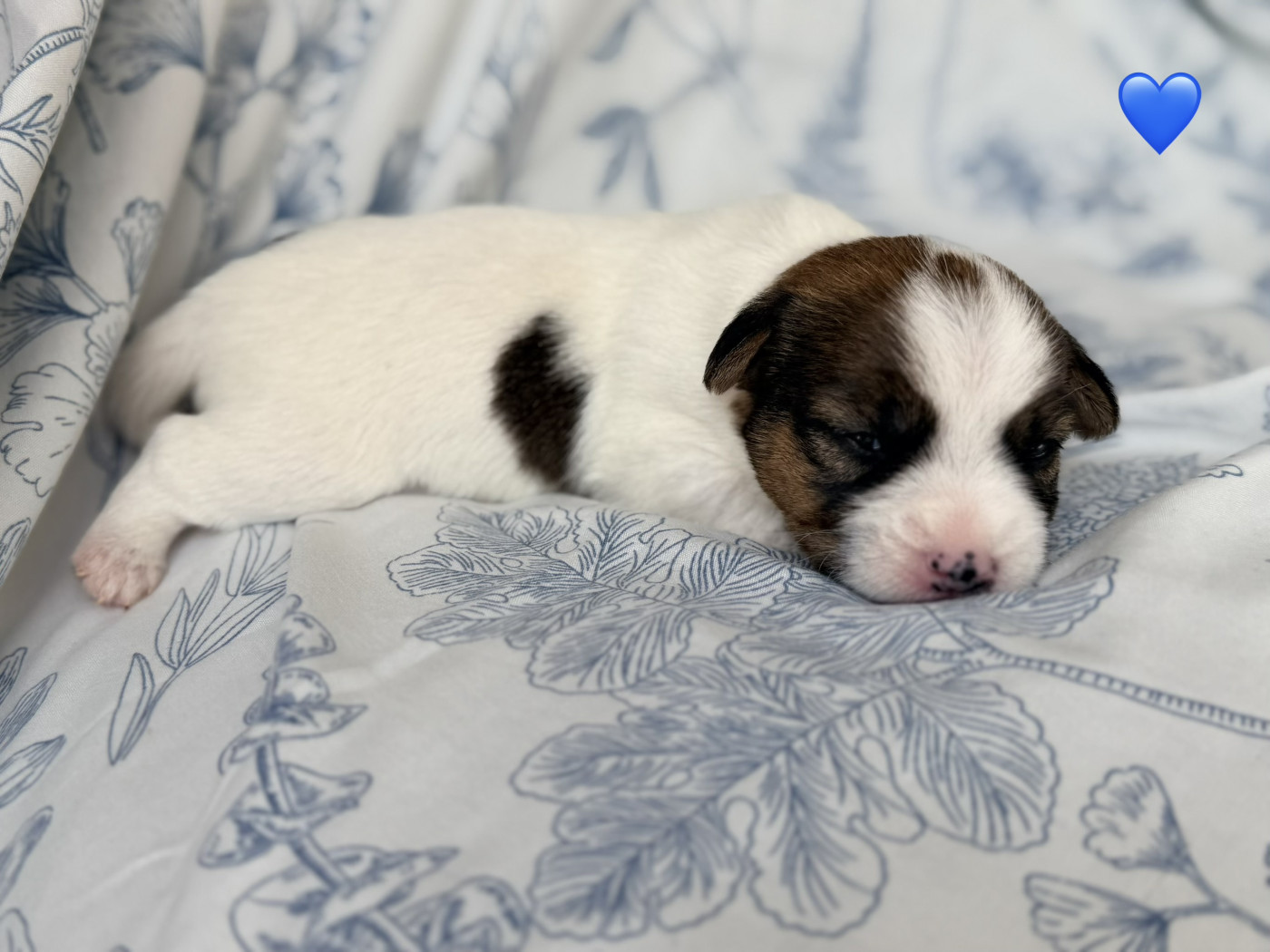 De malaga - Chiots disponibles - Jack Russell Terrier