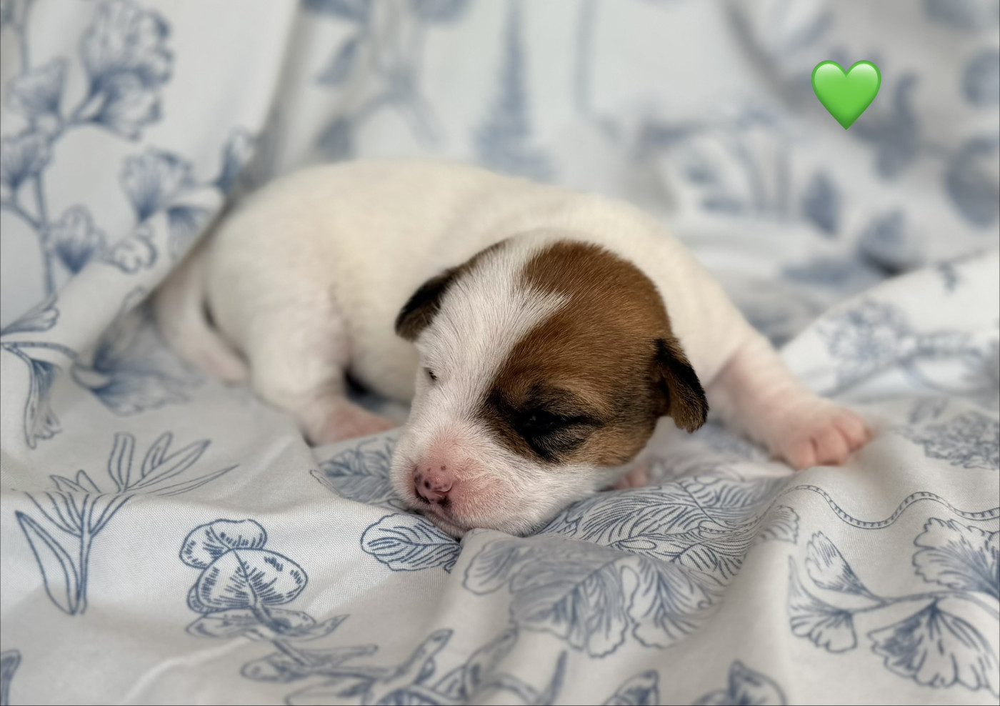 De malaga - Chiots disponibles - Jack Russell Terrier