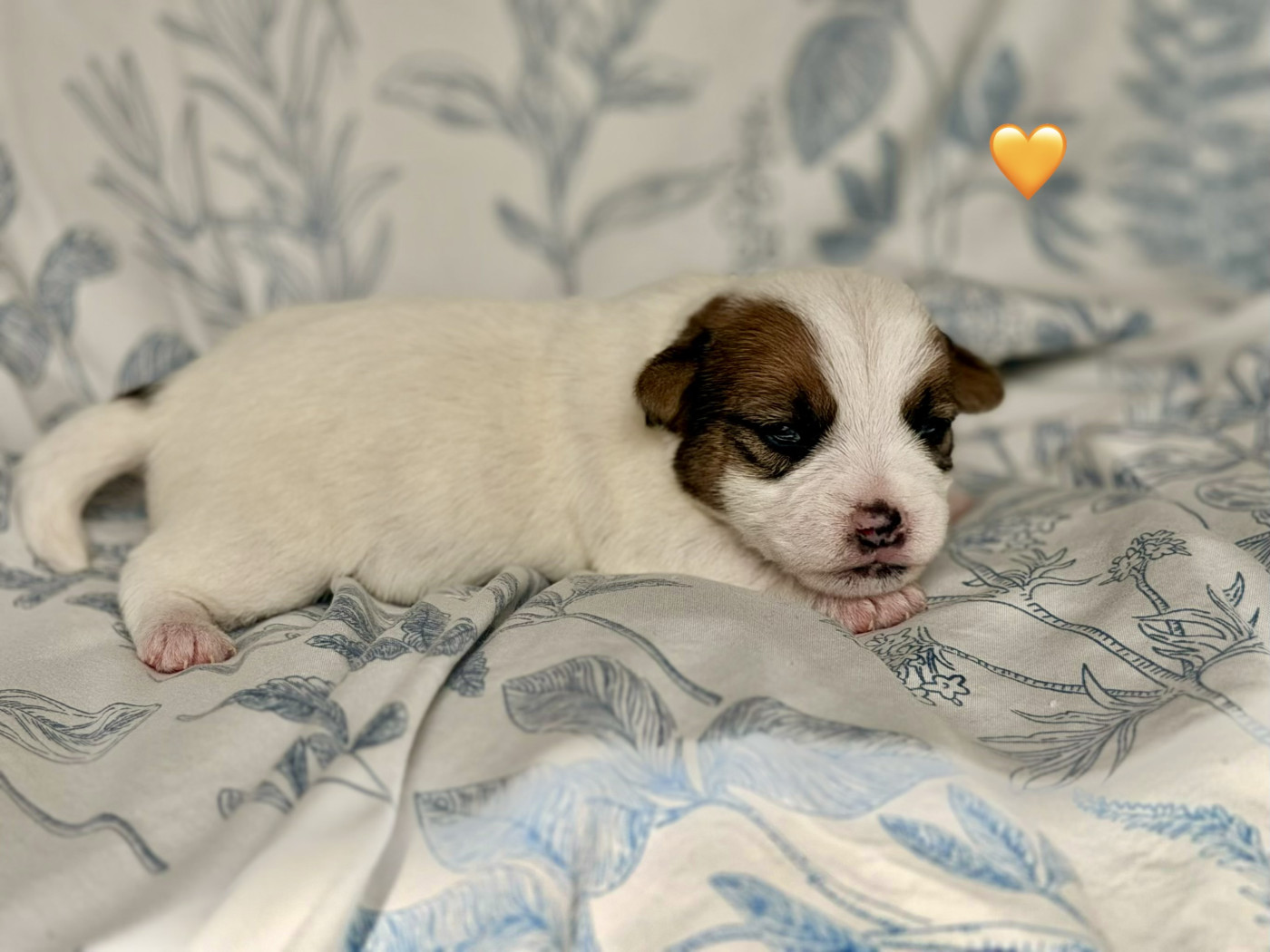 De malaga - Chiots disponibles - Jack Russell Terrier