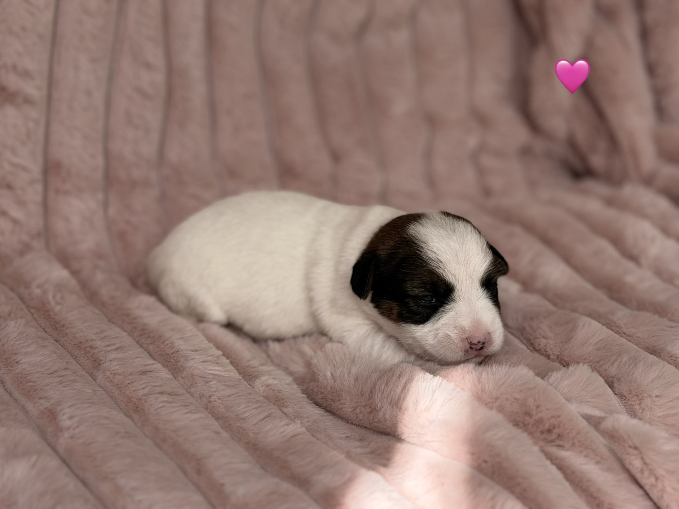 De malaga - Chiots disponibles - Jack Russell Terrier