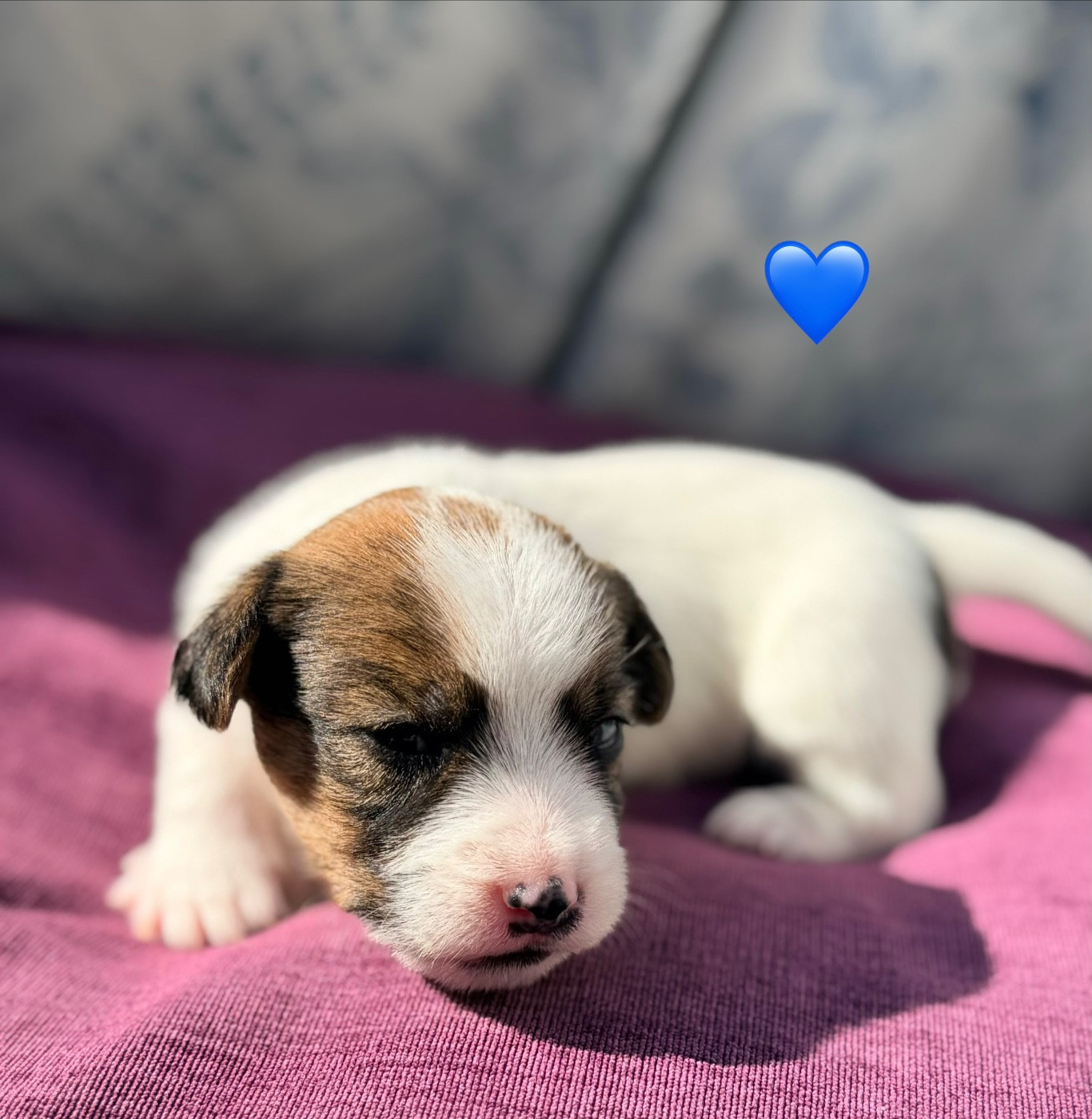 De malaga - Chiots disponibles - Jack Russell Terrier