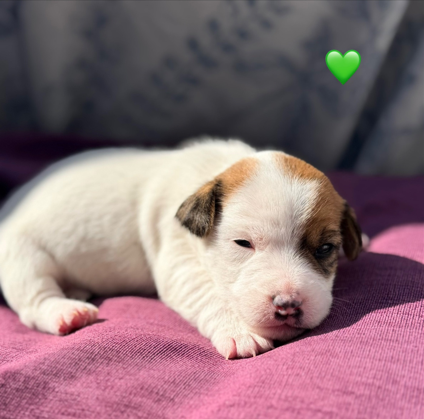 De malaga - Chiots disponibles - Jack Russell Terrier