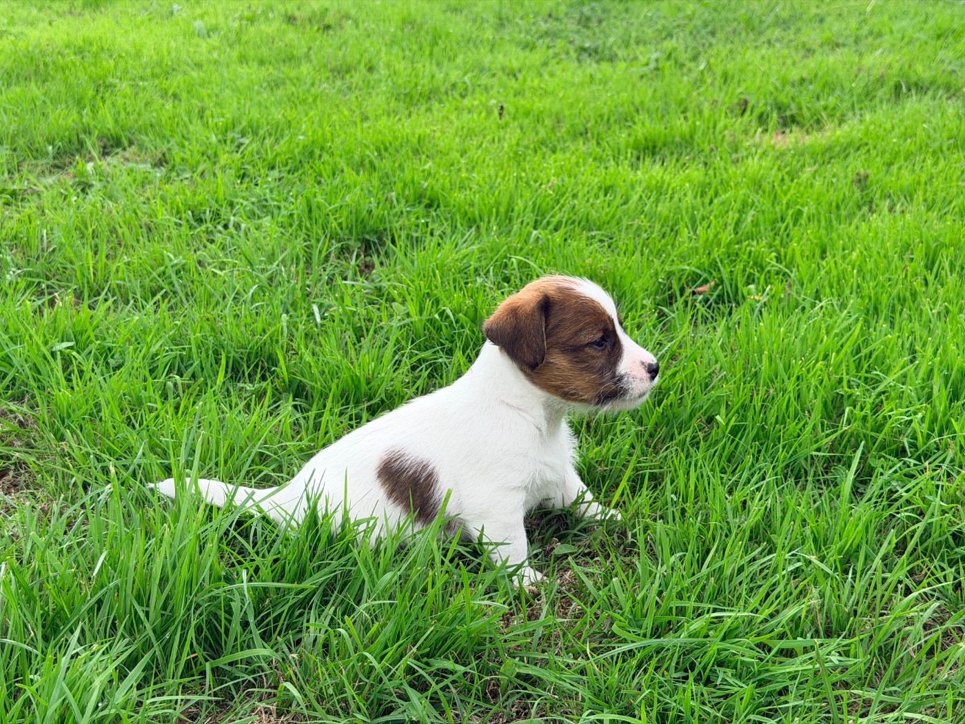 De malaga - Chiots disponibles - Jack Russell Terrier