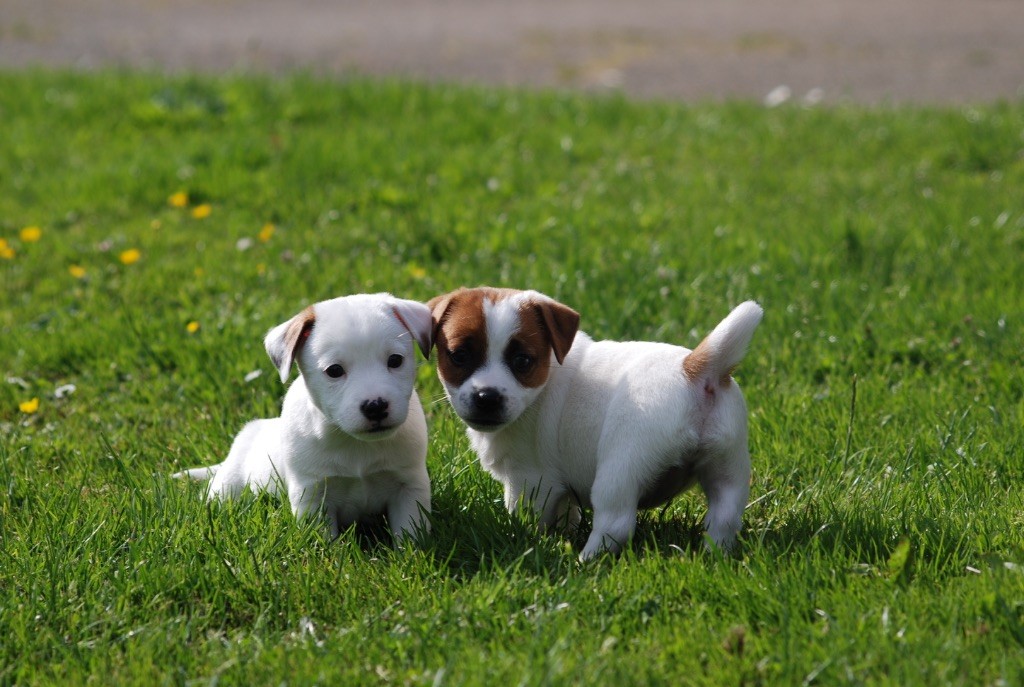 De malaga - Chiots disponibles - Jack Russell Terrier