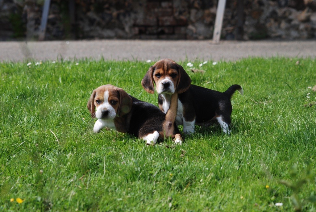 De malaga - Chiots disponibles - Beagle