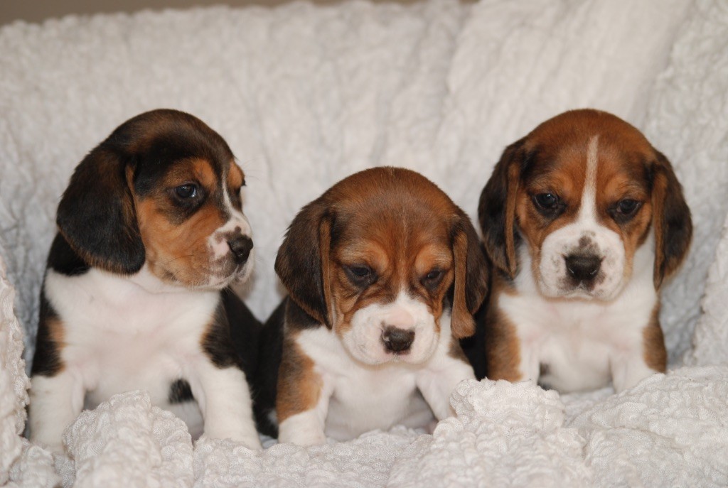 Chiot Beagle De malaga