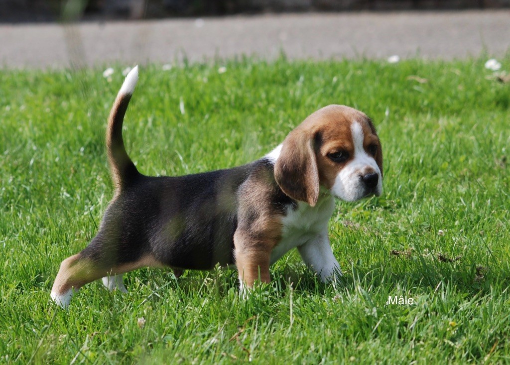 De malaga - Chiots disponibles - Beagle