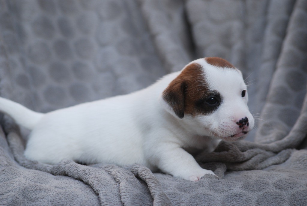 De malaga - Chiots disponibles - Jack Russell Terrier