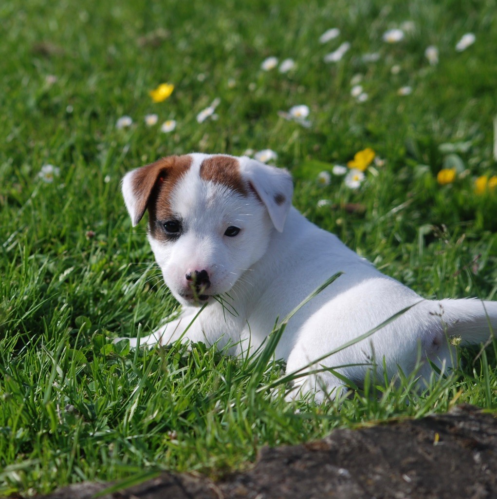 De malaga - Chiots disponibles - Jack Russell Terrier