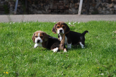 CHIOT 2