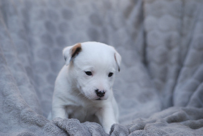 Achille