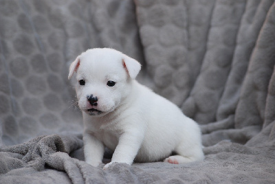 CHIOT 3