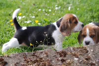 CHIOT 5