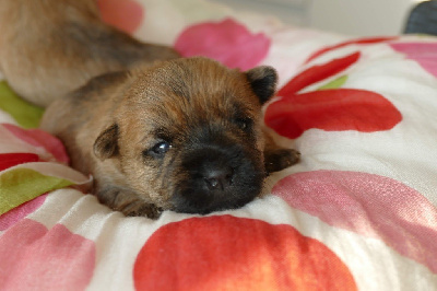 CHIOT 2